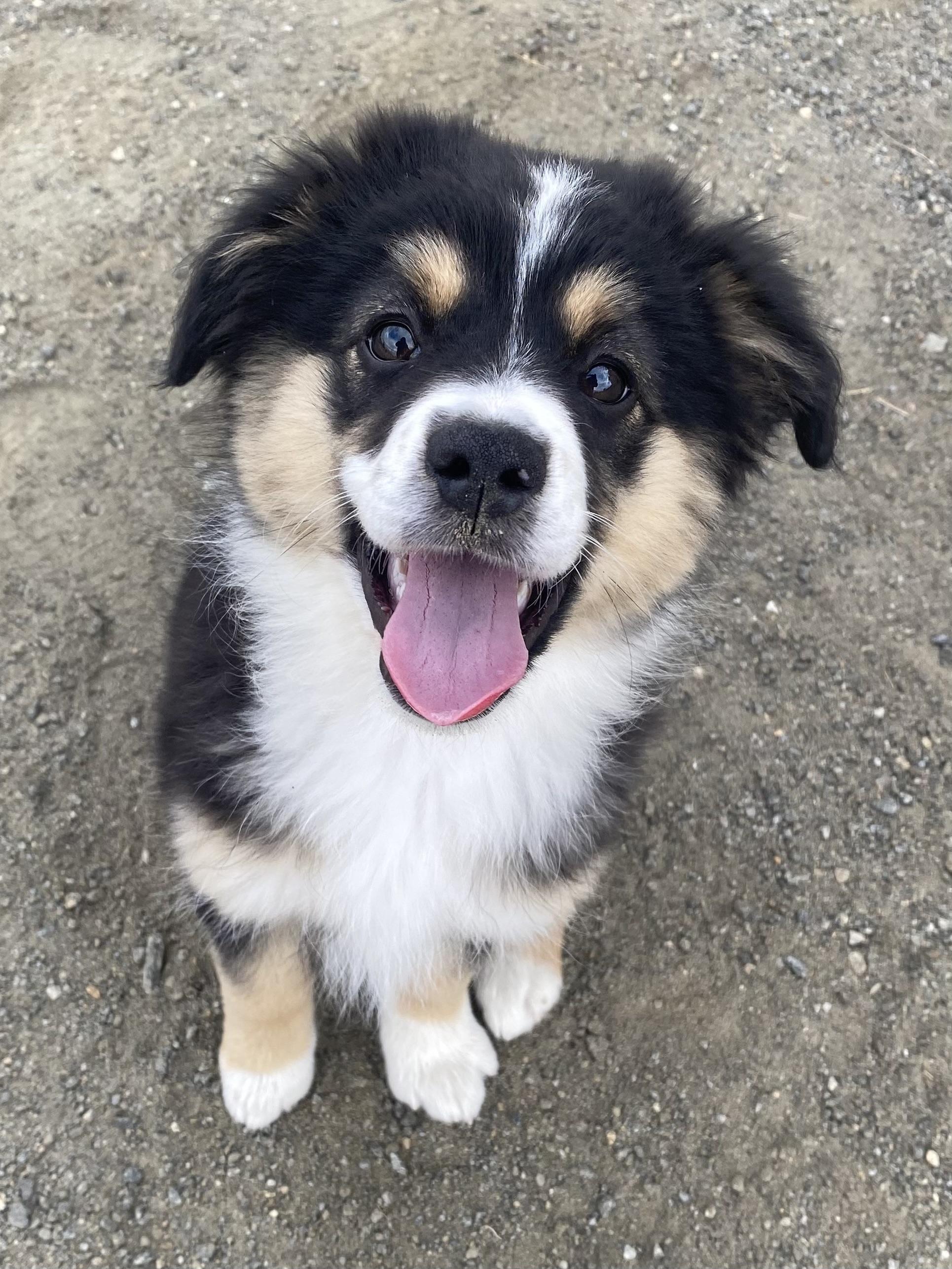 Enlarge Winnie, an adopted Australian Shepherd in Bonita, CA image 4/5
