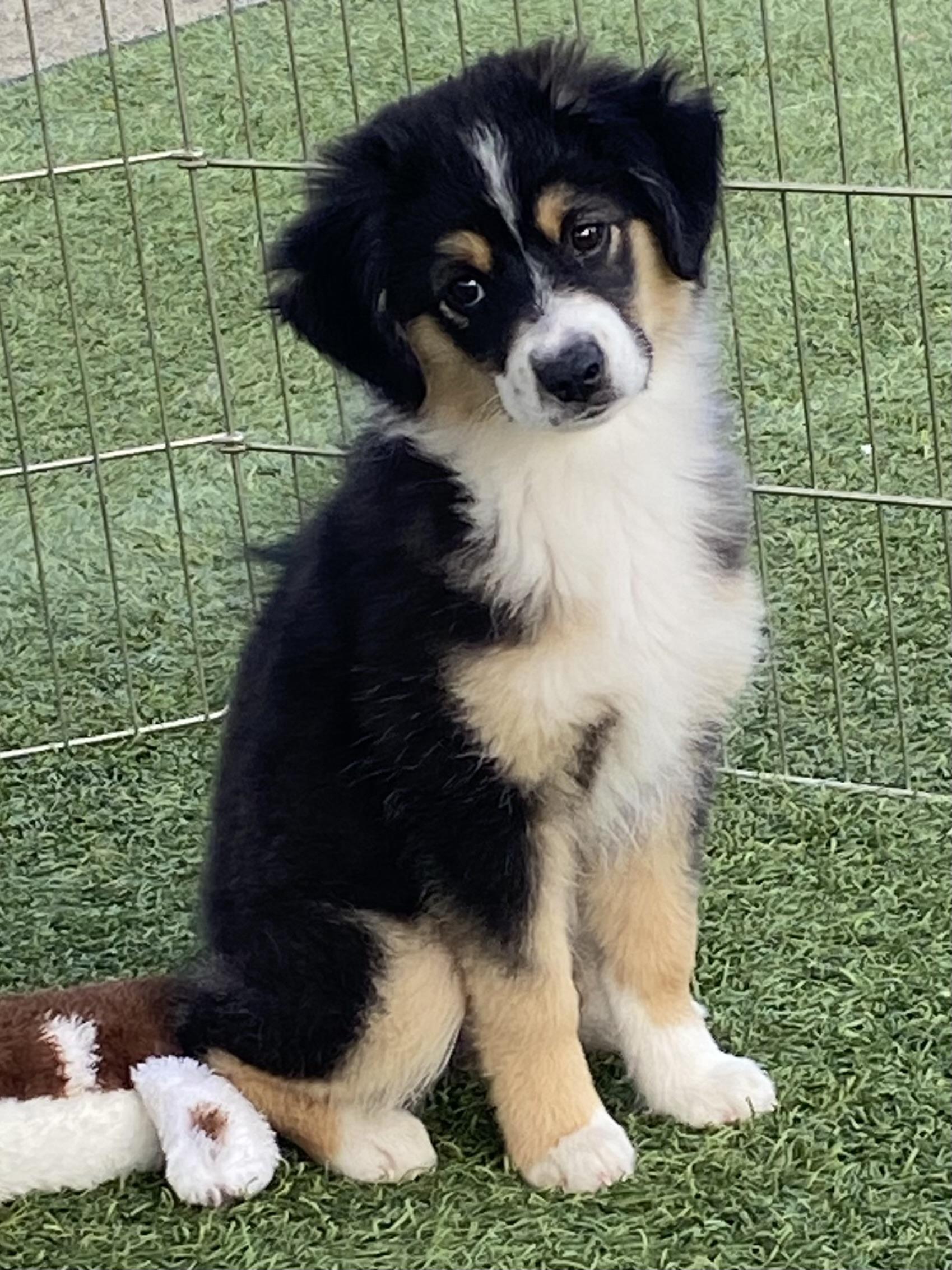 Enlarge Winnie, an adopted Australian Shepherd in Bonita, CA image 1/5