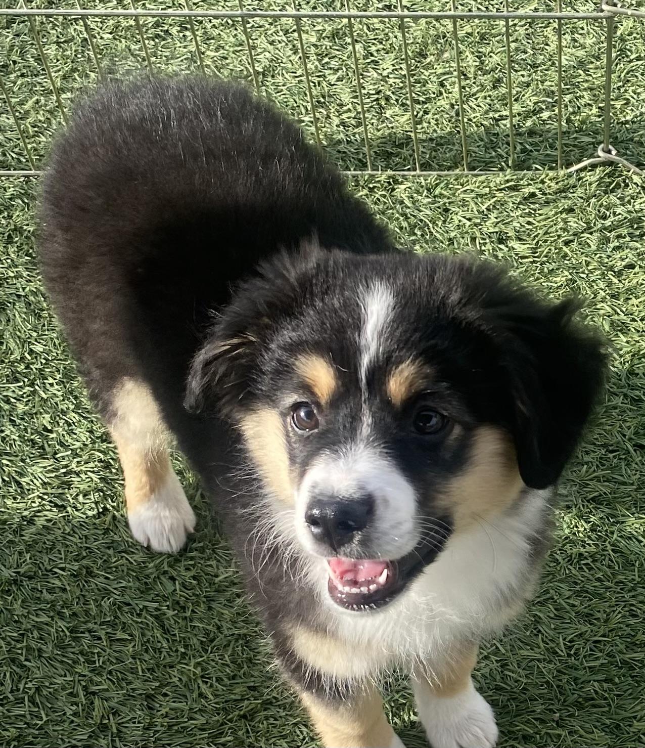 Enlarge Winnie, an adopted Australian Shepherd in Bonita, CA image 5/5