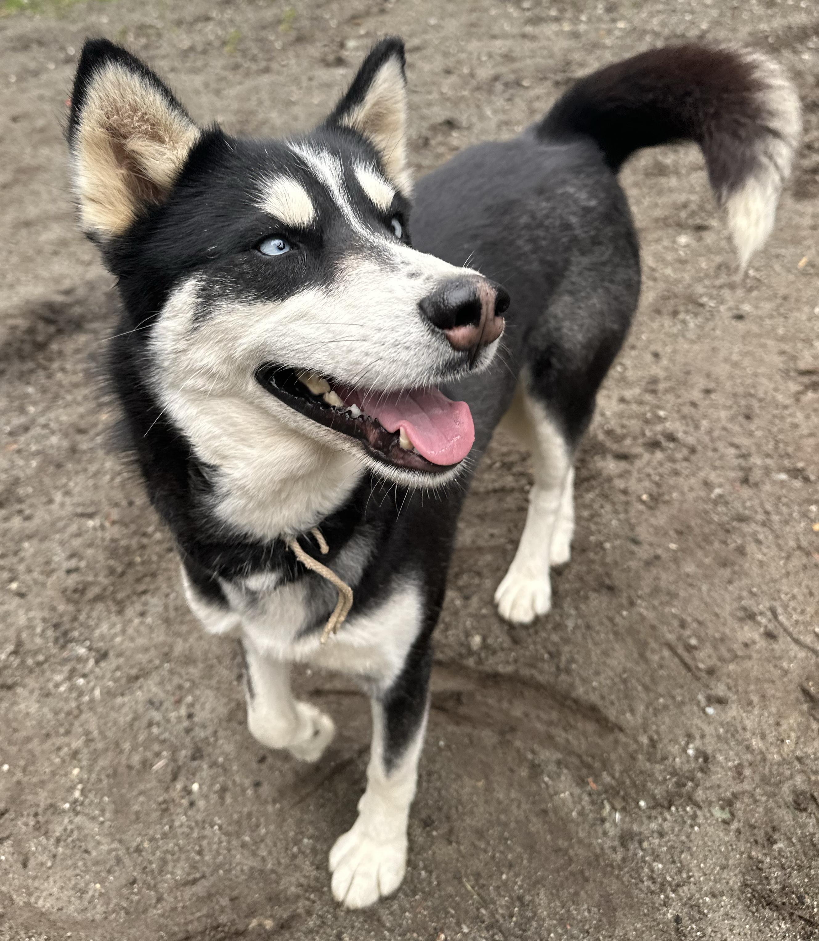 Natasha, adoptable, Adult Female Husky.