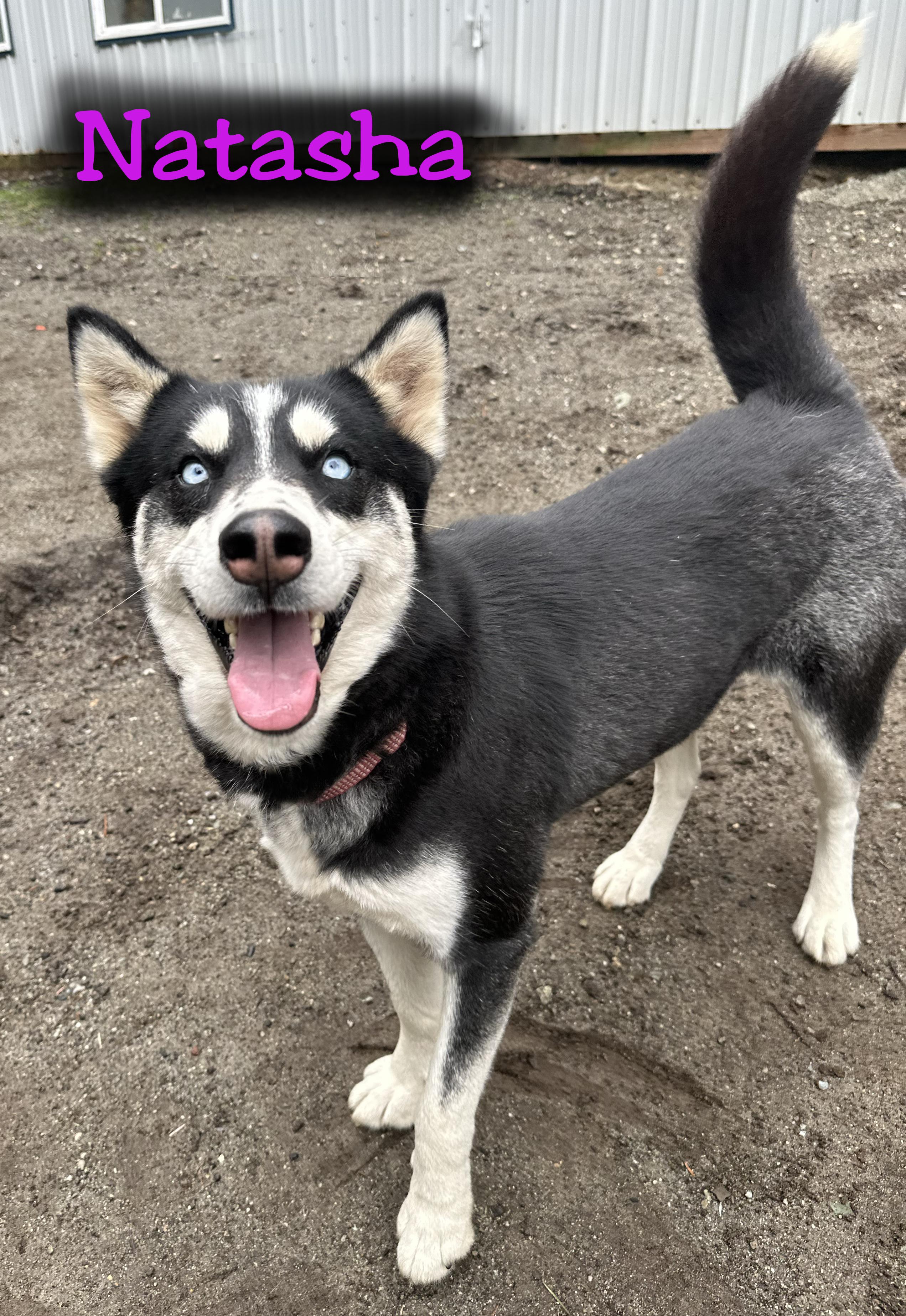 Enlarge Natasha, an adoptable mixed breed in Silvana, WA image 3/5