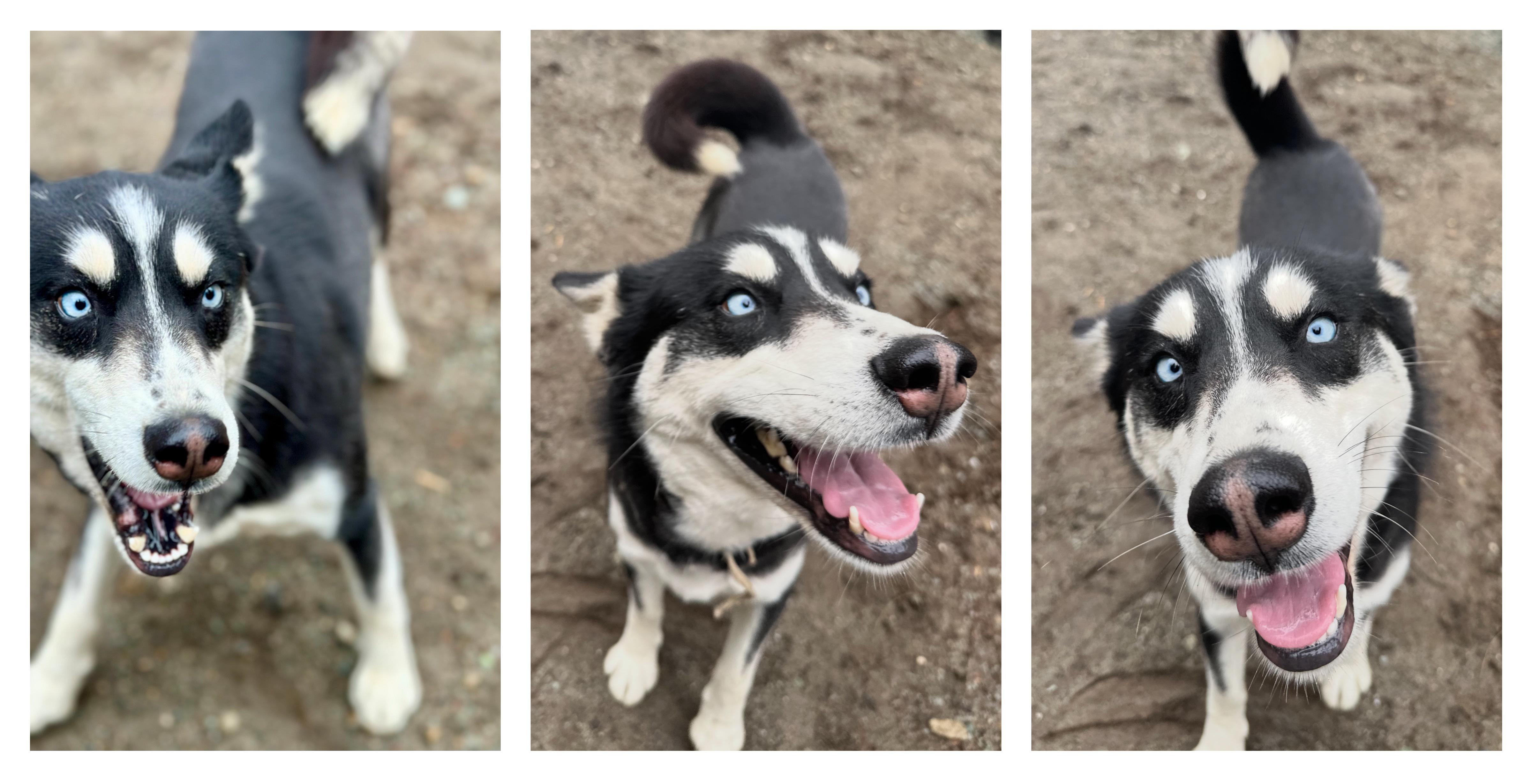 Enlarge Natasha, an adoptable mixed breed in Silvana, WA image 4/5