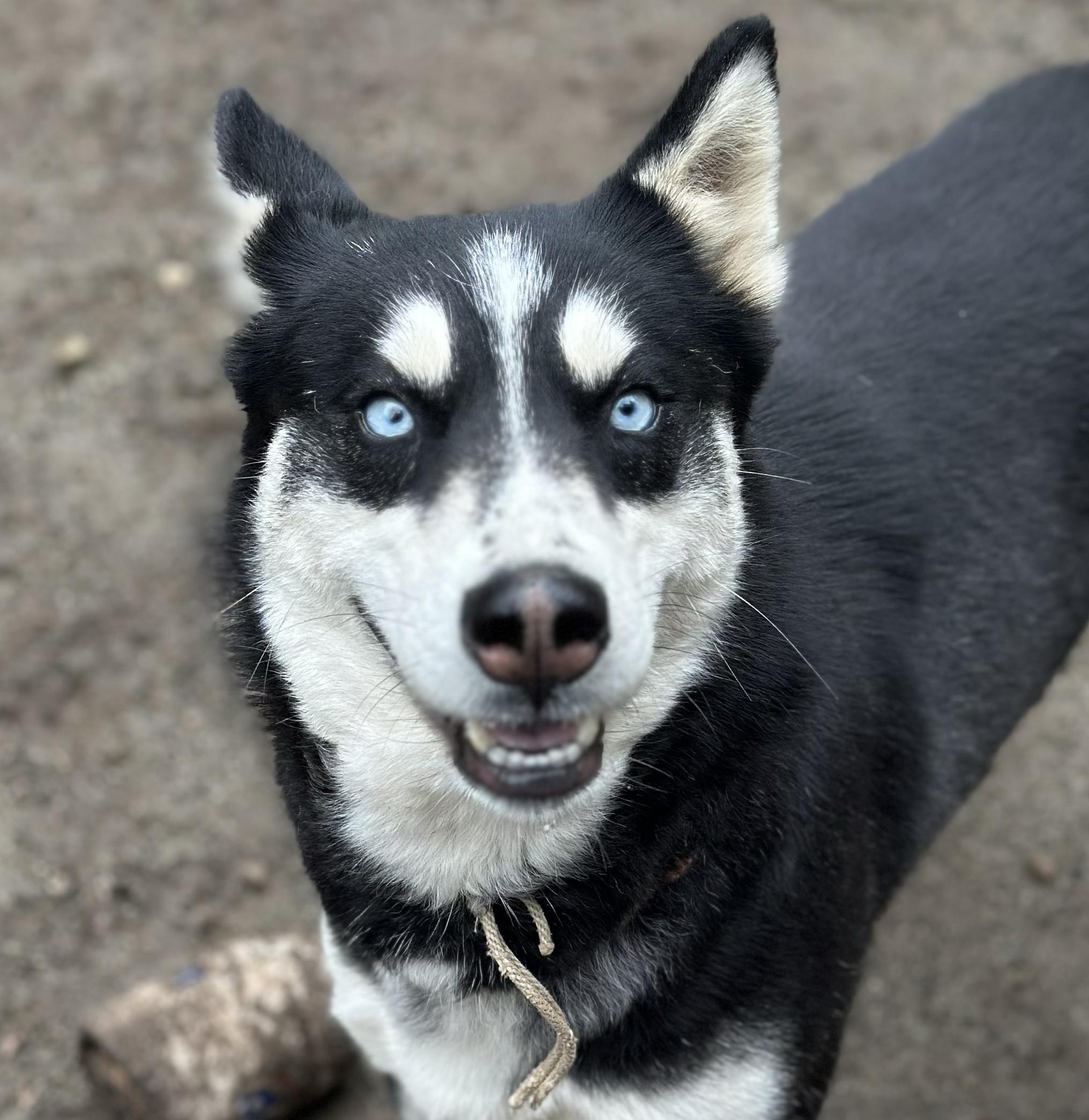 Enlarge Natasha, an adoptable mixed breed in Silvana, WA image 2/5