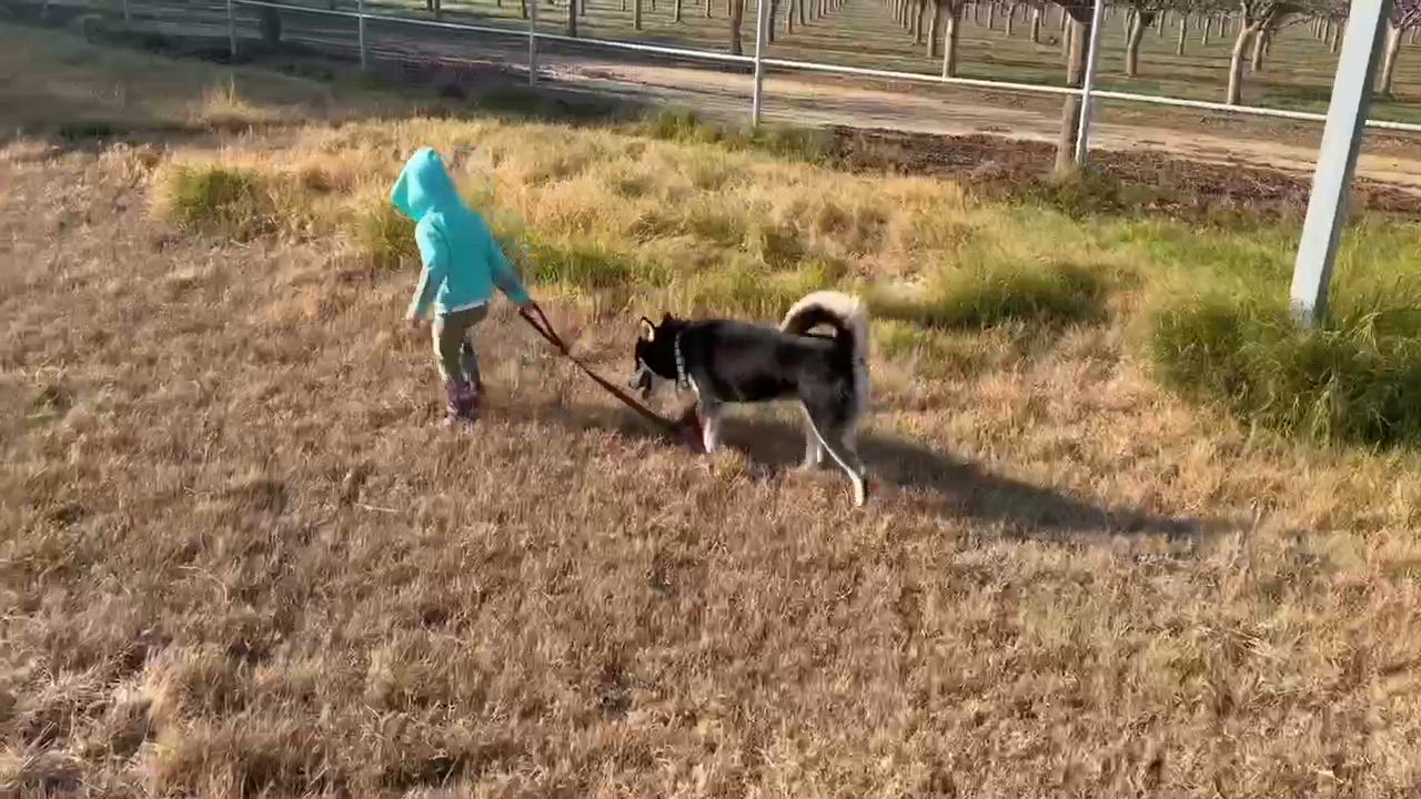 Enlarge Natasha, an adoptable mixed breed in Silvana, WA video 5/5