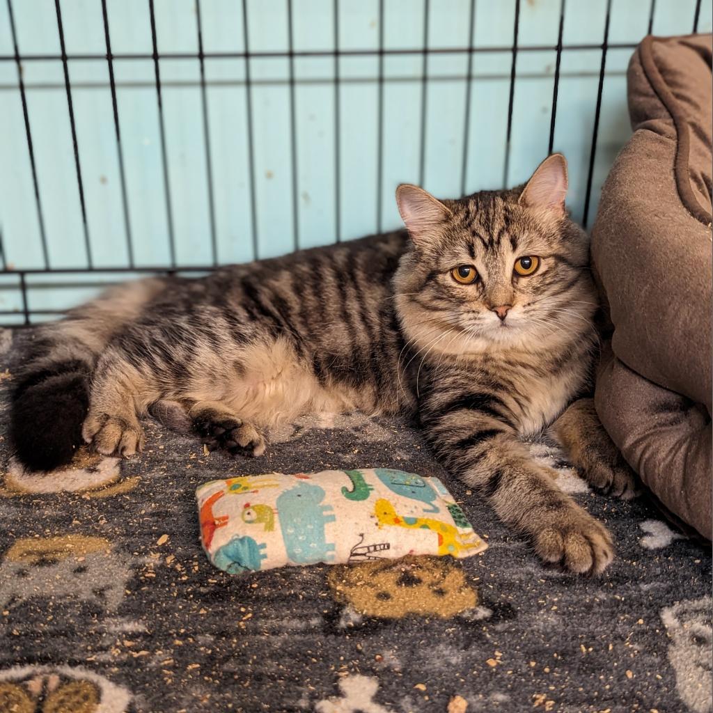 Enlarge Karen, a Adoptable Domestic Medium Hair in Buffalo, NY image 2/2