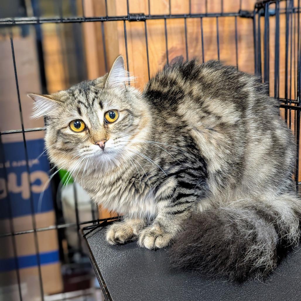 Enlarge Karen, a Adoptable Domestic Medium Hair in Buffalo, NY image 1/2