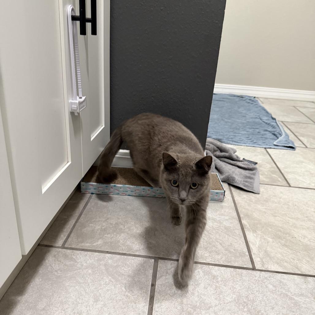 Enlarge Willow, a Adoptable American Shorthair in Springfield, MO image 1/6