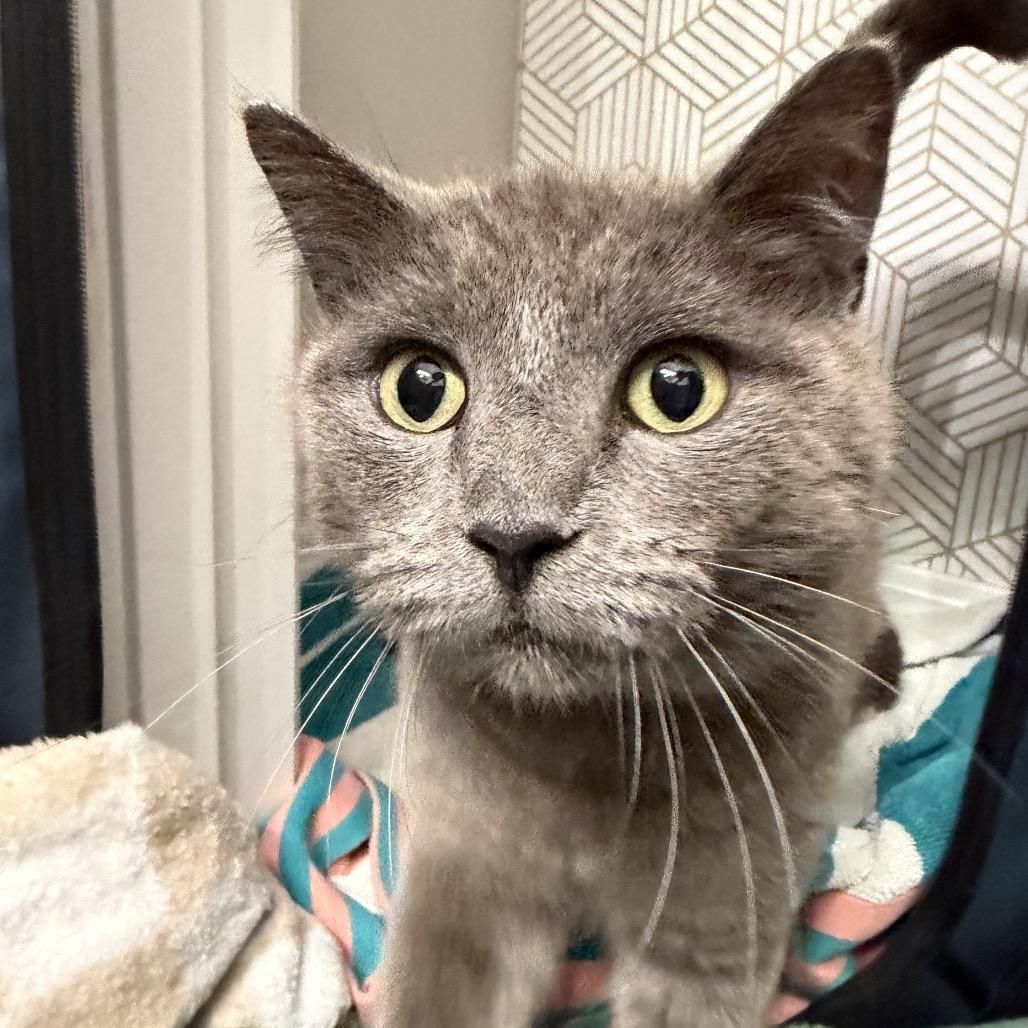 Enlarge Willow, a Adoptable American Shorthair in Springfield, MO image 2/6