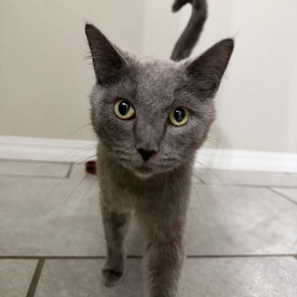 Enlarge Willow, a Adoptable American Shorthair in Springfield, MO image 3/6
