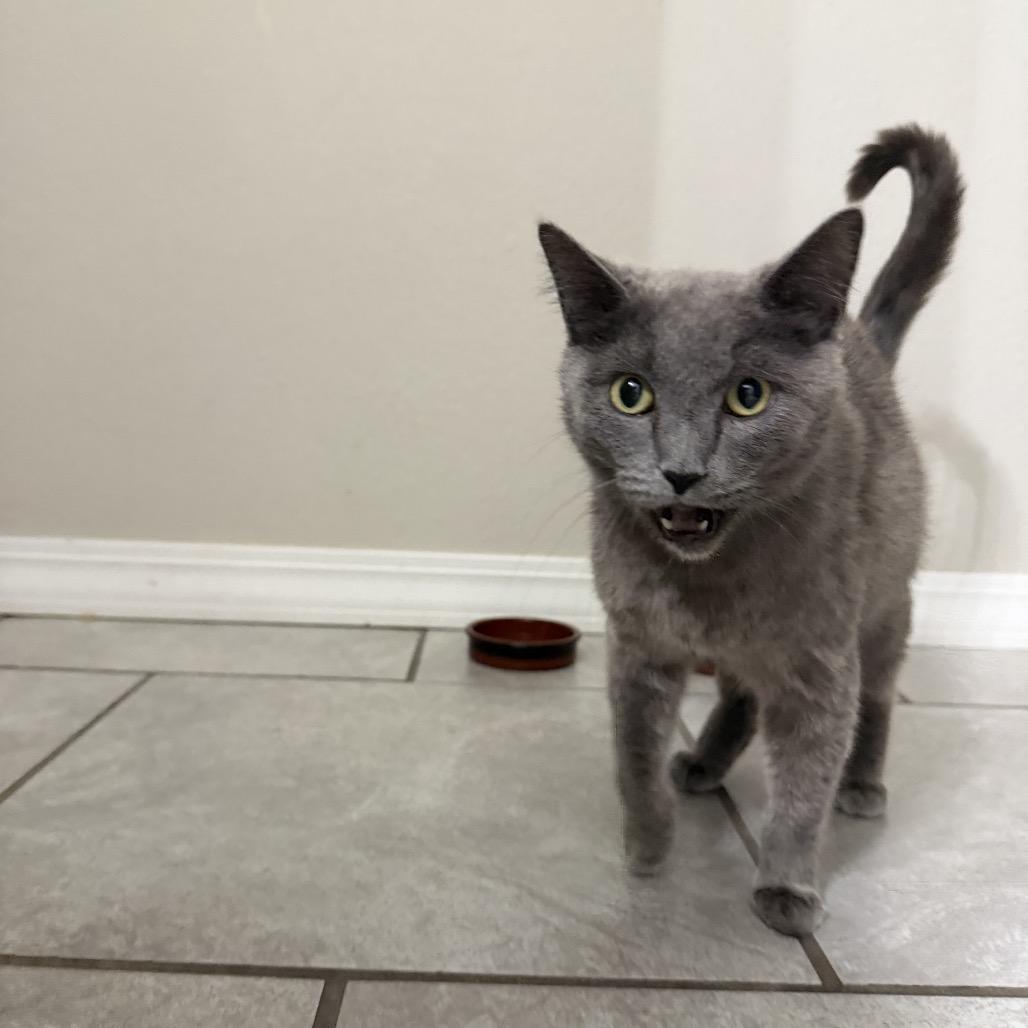 Enlarge Willow, a Adoptable American Shorthair in Springfield, MO image 4/6