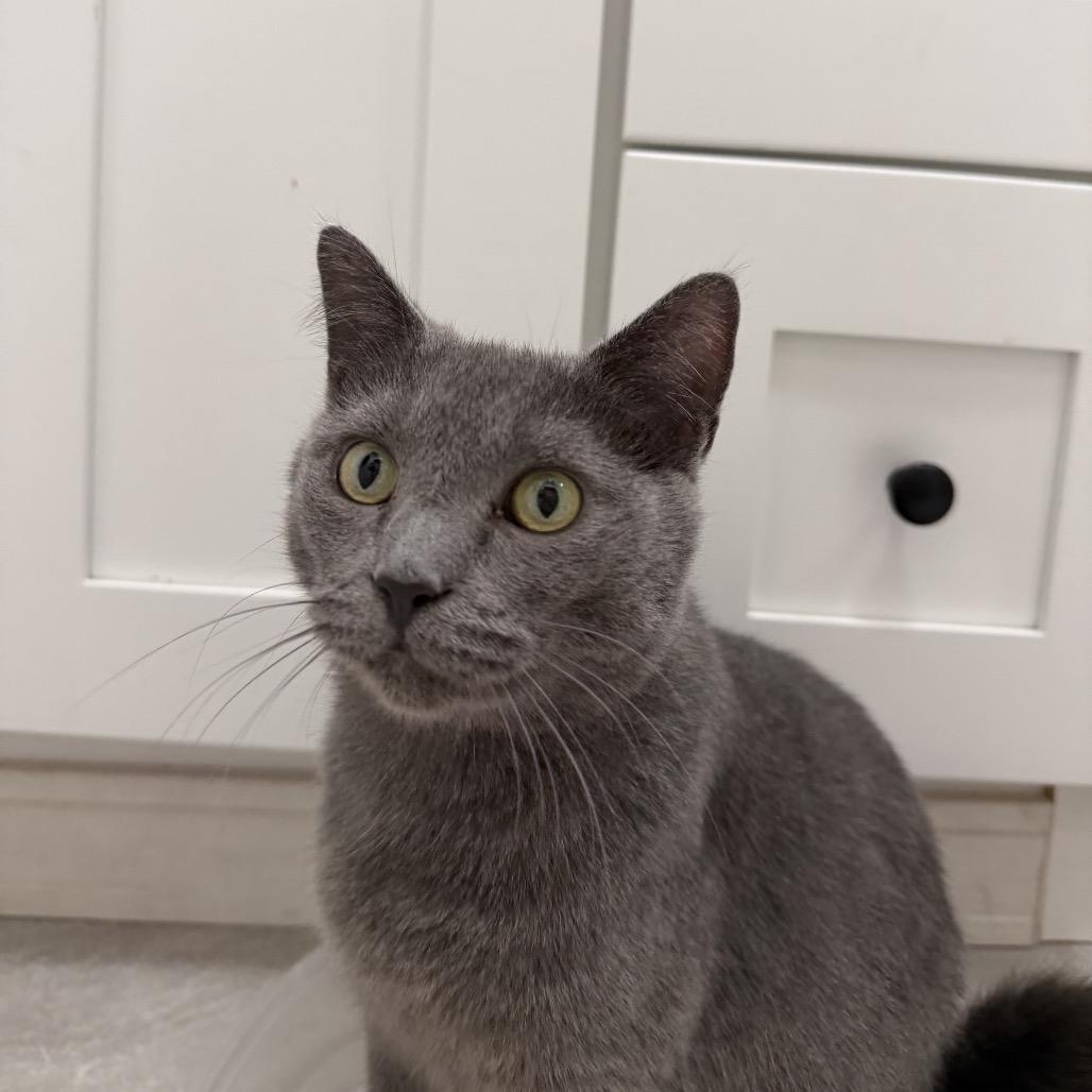 Enlarge Willow, a Adoptable American Shorthair in Springfield, MO image 5/6