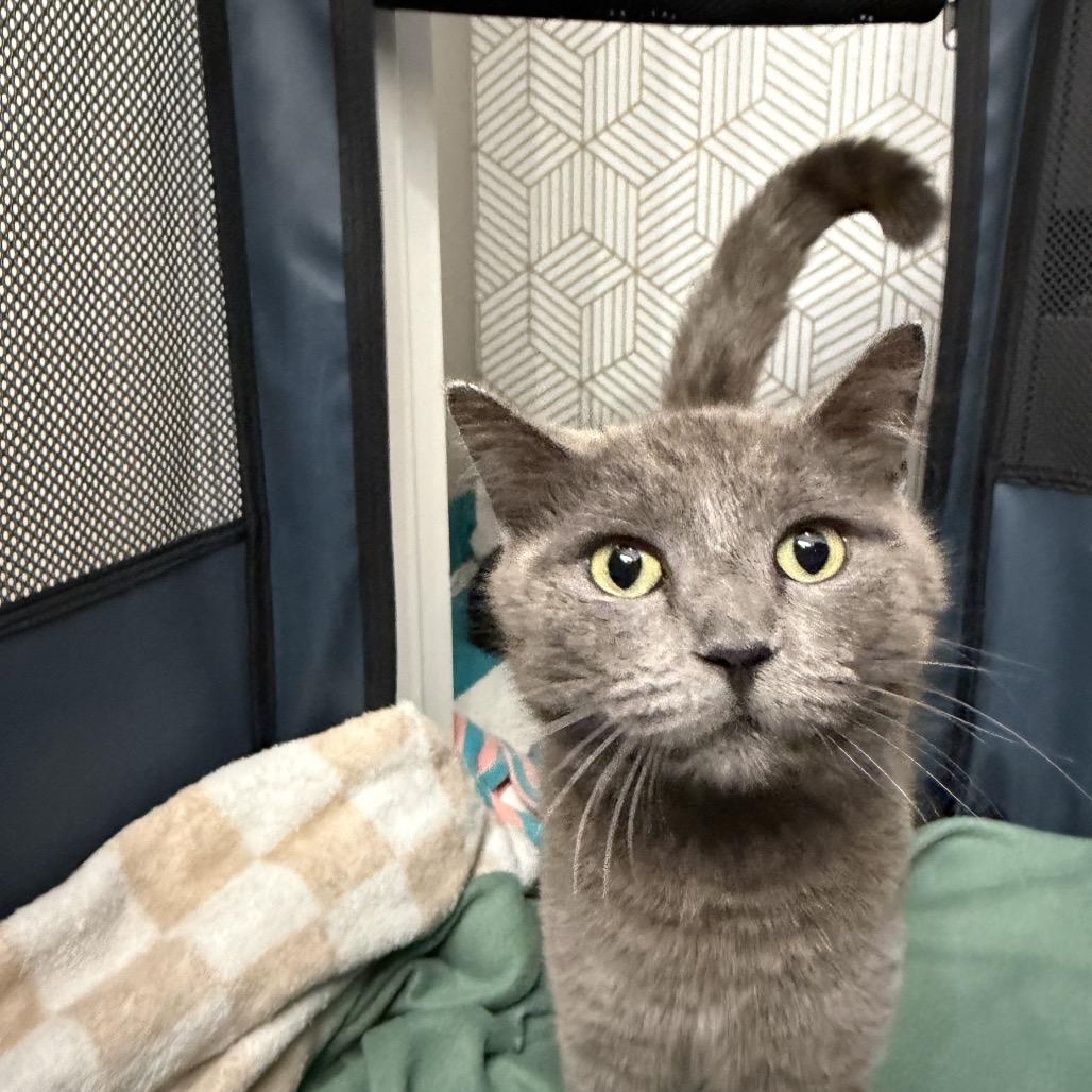 Enlarge Willow, a Adoptable American Shorthair in Springfield, MO image 6/6
