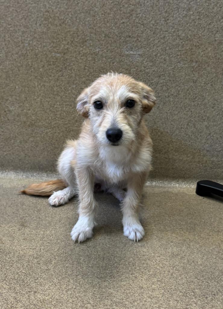 Ellie, Adoptable, Puppy Female Terrier.