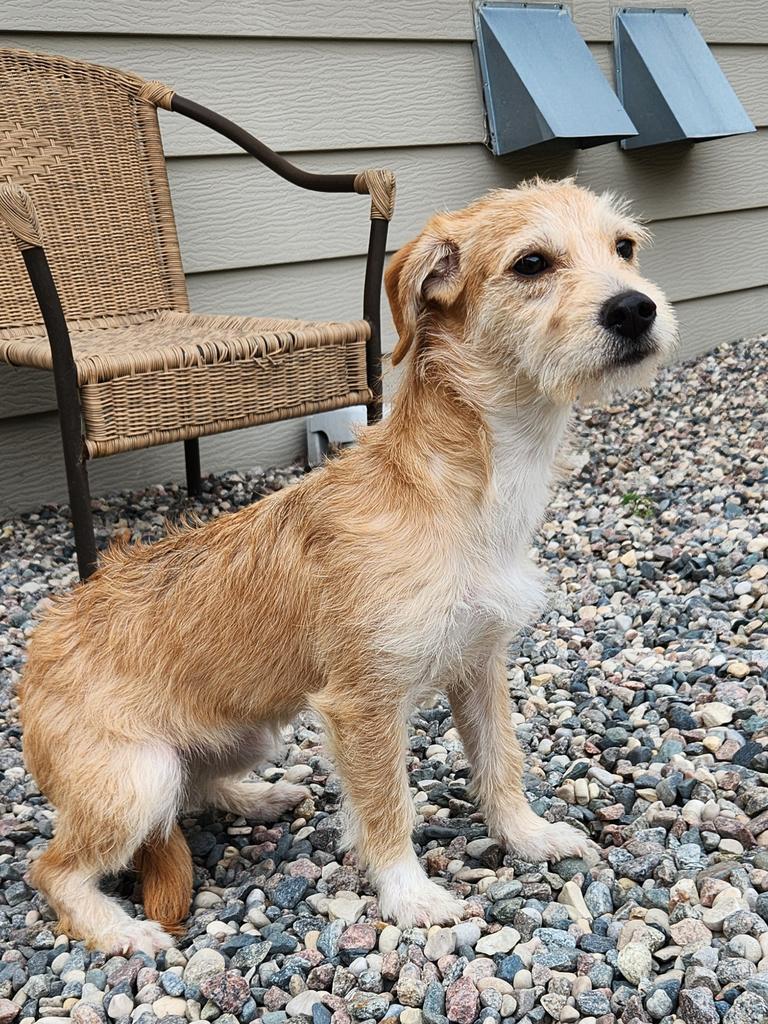 Enlarge Ellie, a Adoptable Terrier in Grand Forks, ND image 2/2