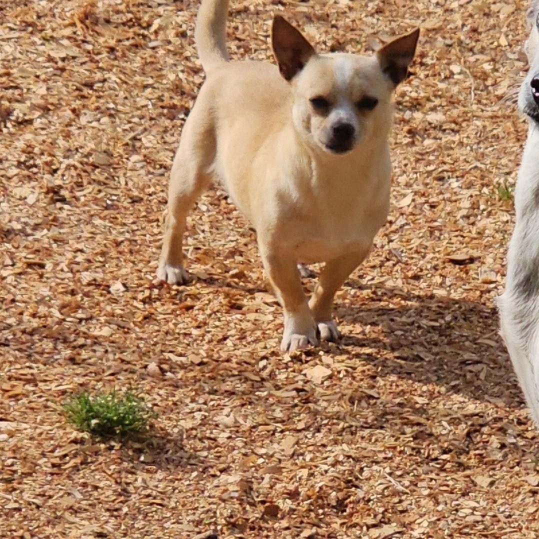 Enlarge Dave, a ADOPTABLE Chihuahua in Chesnee, SC image 2/4