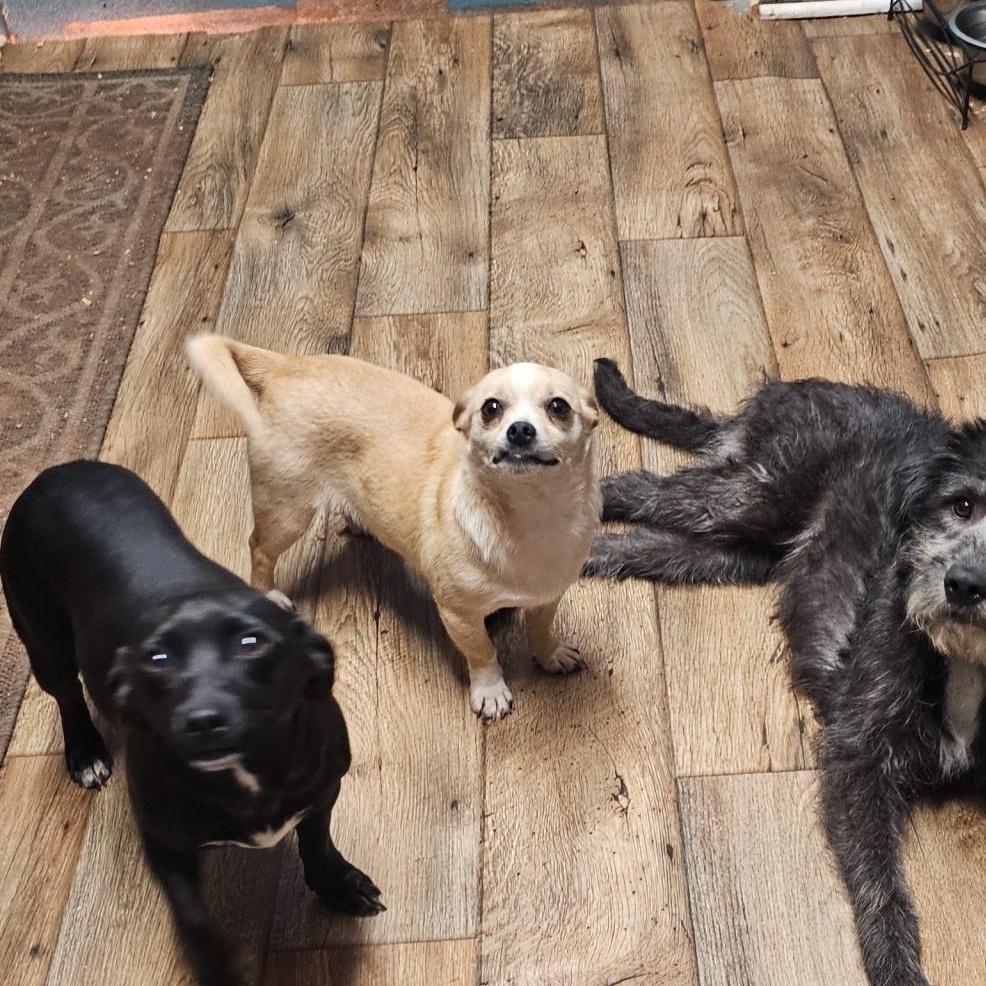 Enlarge Dave, a ADOPTABLE Chihuahua in Chesnee, SC image 3/4