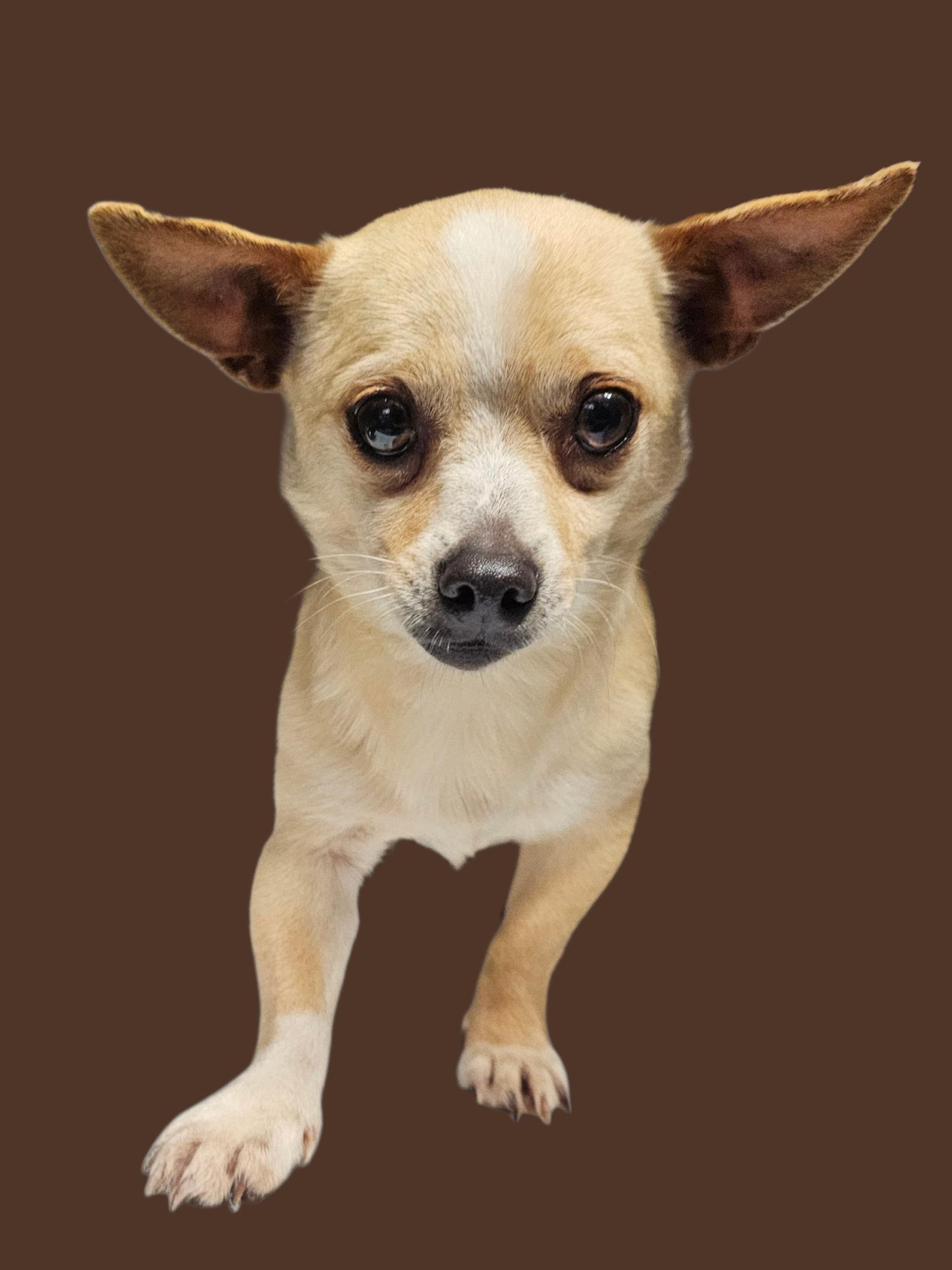 Enlarge Dave, a ADOPTABLE Chihuahua in Chesnee, SC image 4/4