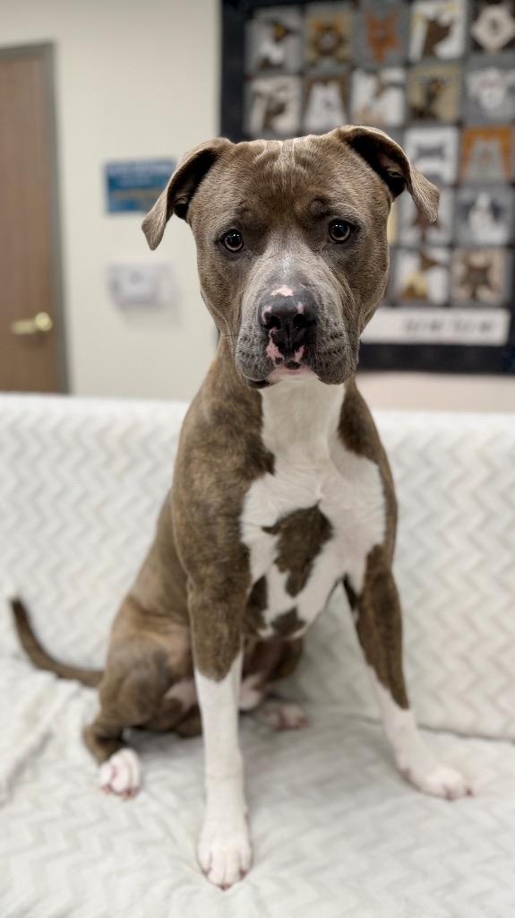 Truman, Adoptable, Young Male Mixed Breed.