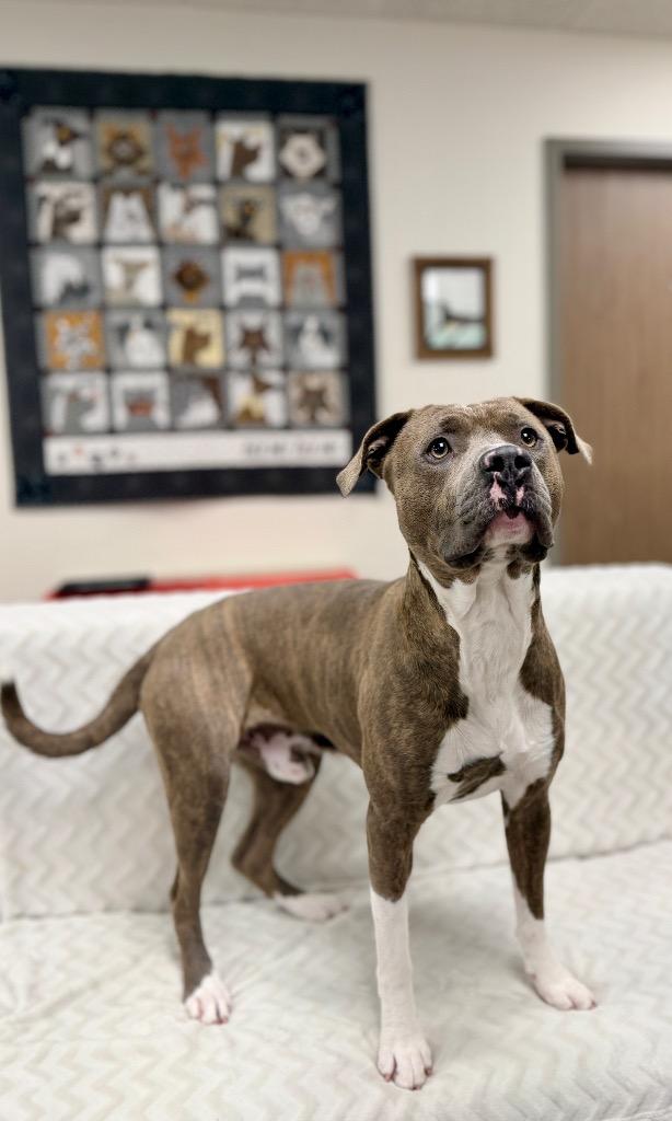 Enlarge Truman, a Adoptable Mixed Breed in Muskegon, MI image 2/4