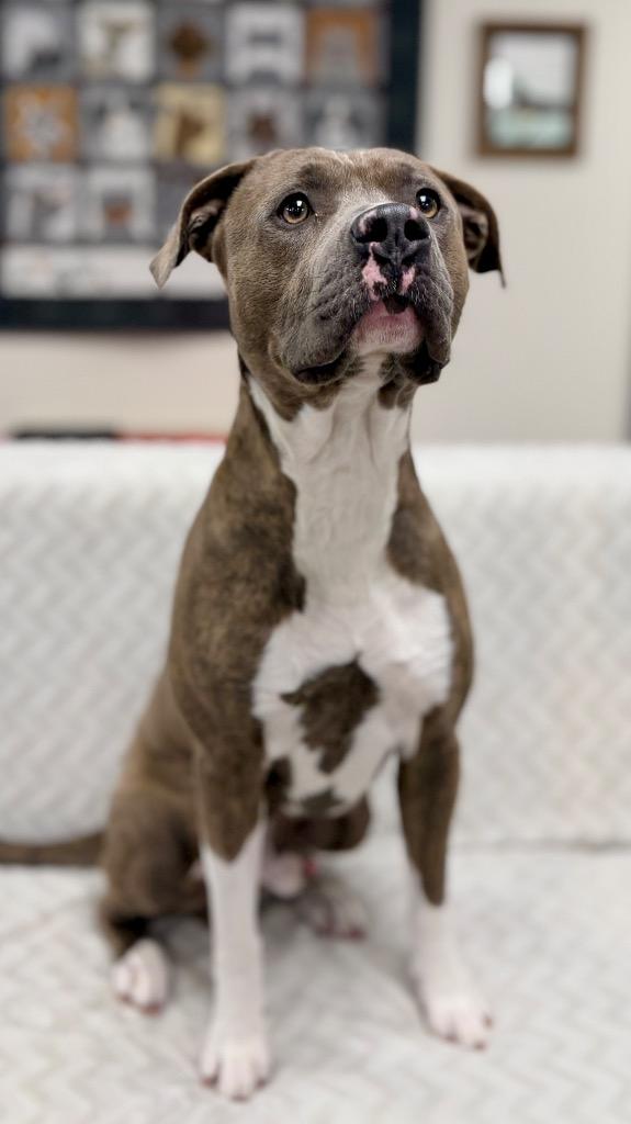 Enlarge Truman, a Adoptable Mixed Breed in Muskegon, MI image 3/4
