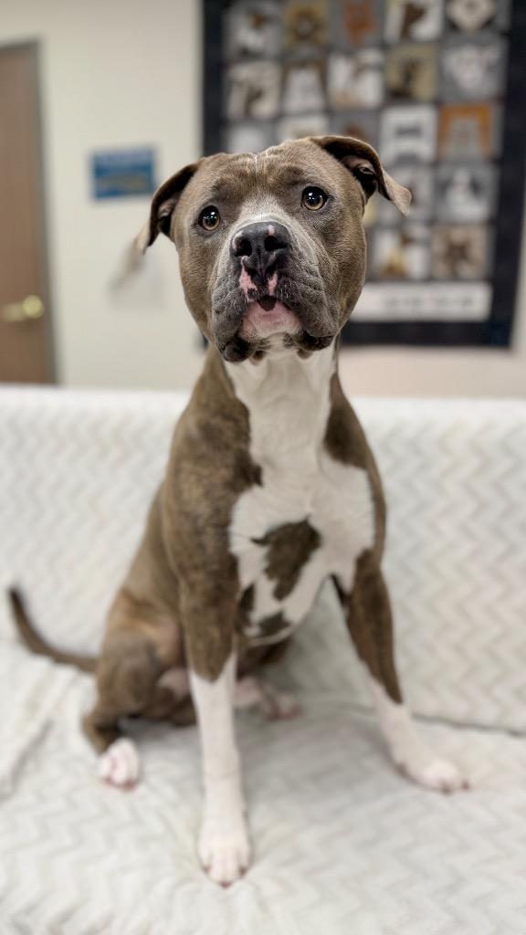 Enlarge Truman, a Adoptable Mixed Breed in Muskegon, MI image 4/4