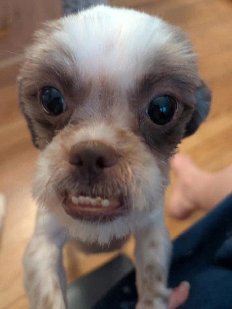 Dahlia, Adoptable, Adult Female Shih Tzu.