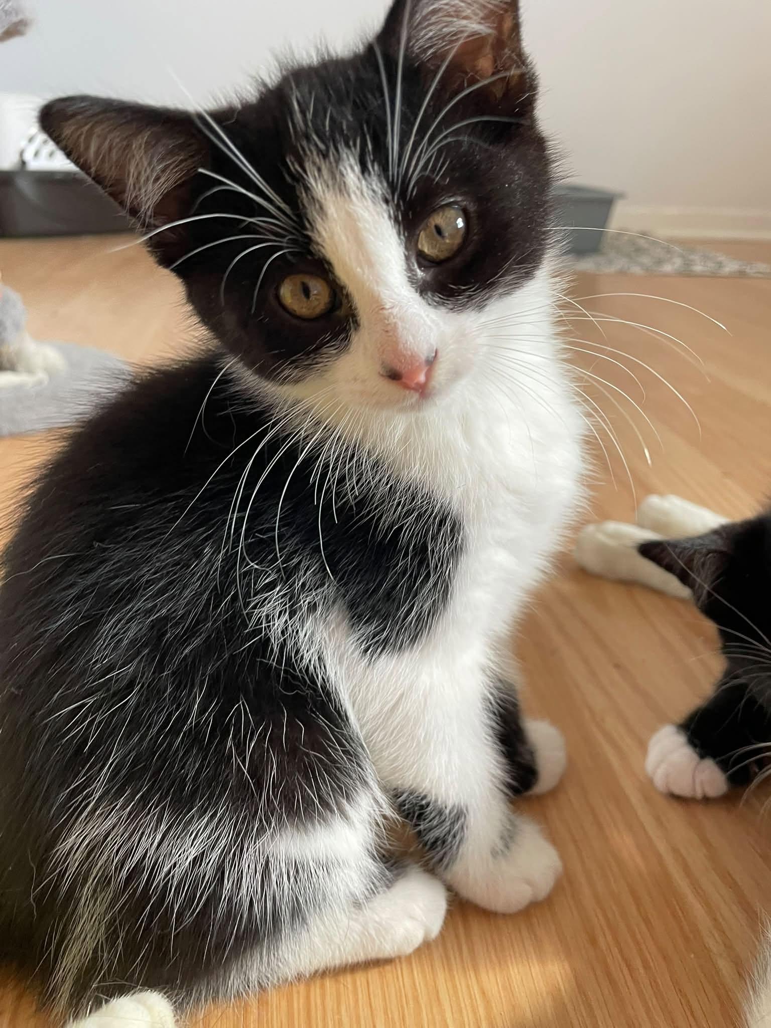 Enlarge Melissa, a Adoptable Domestic Short Hair in Orleans, ON image 2/2