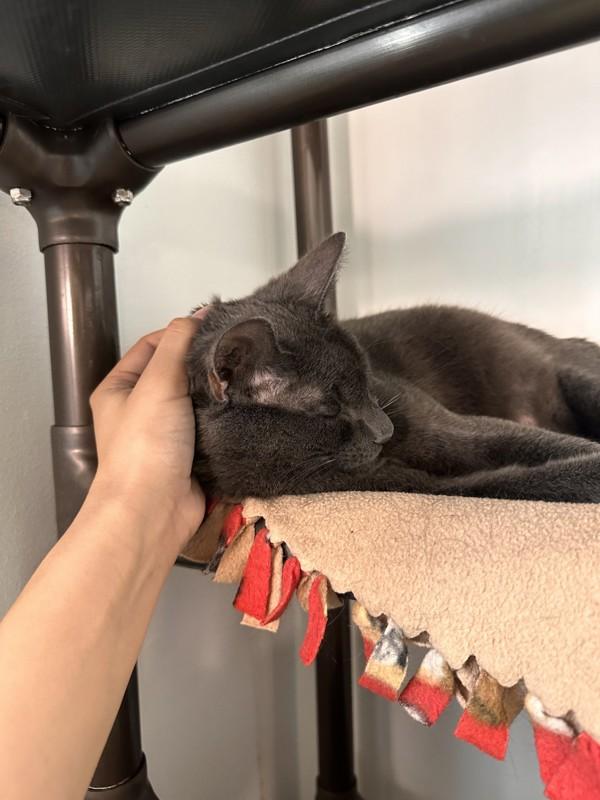 Cheshire, Adoptable, Young Male Domestic Short Hair.