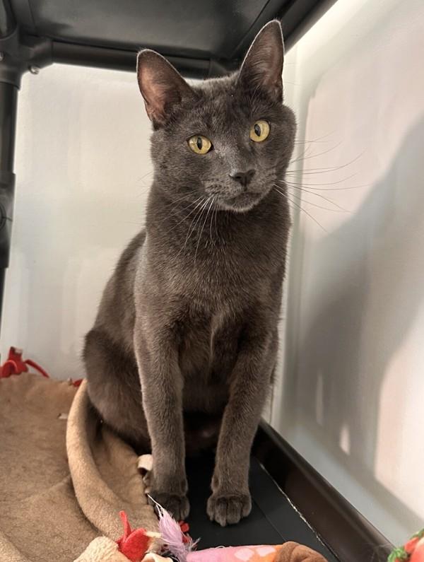 Enlarge Cheshire, a Adoptable mixed breed in Santa Rosa, CA image 4/6