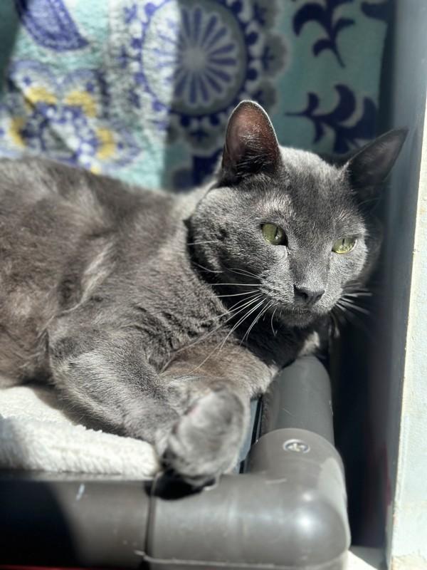 Enlarge Cheshire, a Adoptable mixed breed in Santa Rosa, CA image 5/6