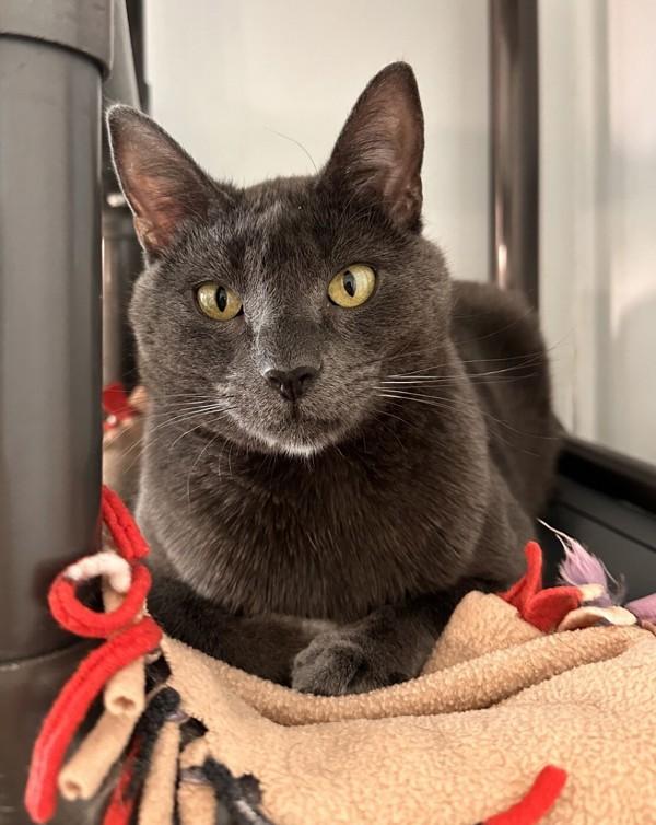 Enlarge Cheshire, a Adoptable mixed breed in Santa Rosa, CA image 6/6