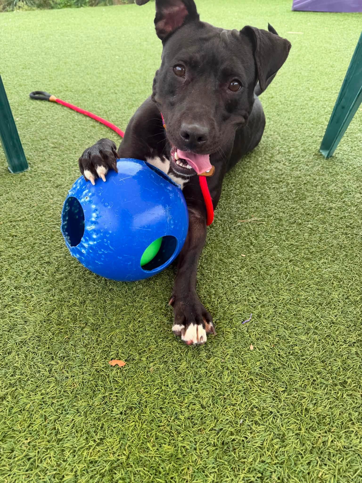 Enlarge Luna, a Adoptable mixed breed in Cleveland, OH image 3/6