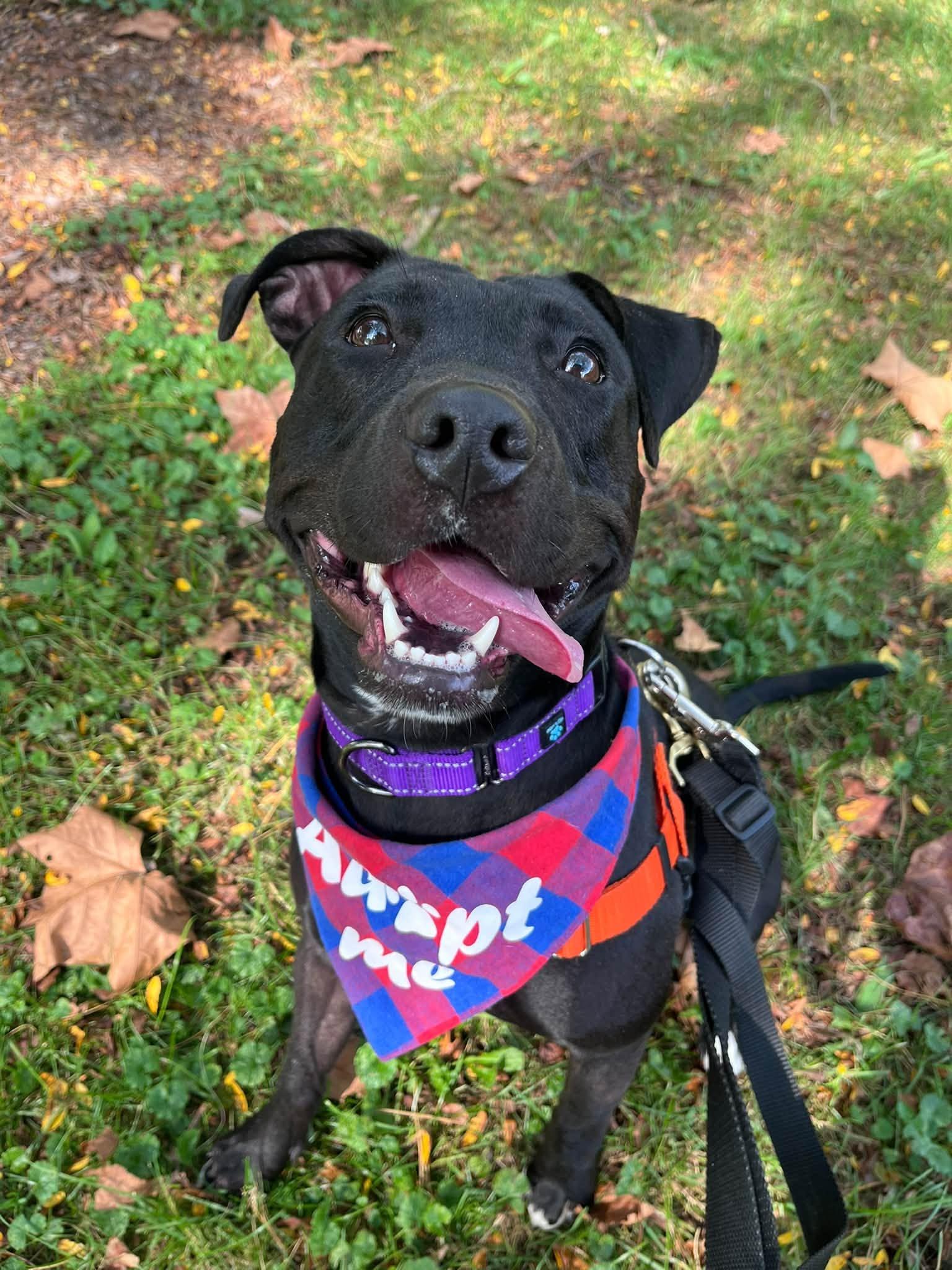 Enlarge Luna, a Adoptable mixed breed in Cleveland, OH image 5/6