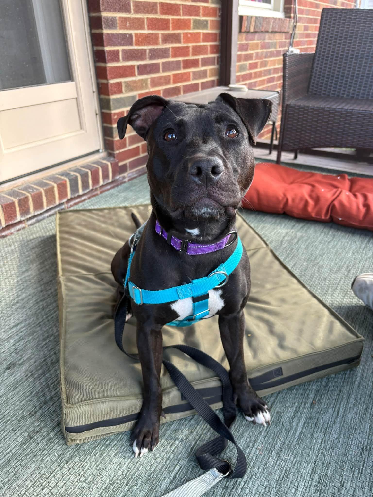 Enlarge Luna, a Adopted mixed breed in Cleveland, OH image 1/6