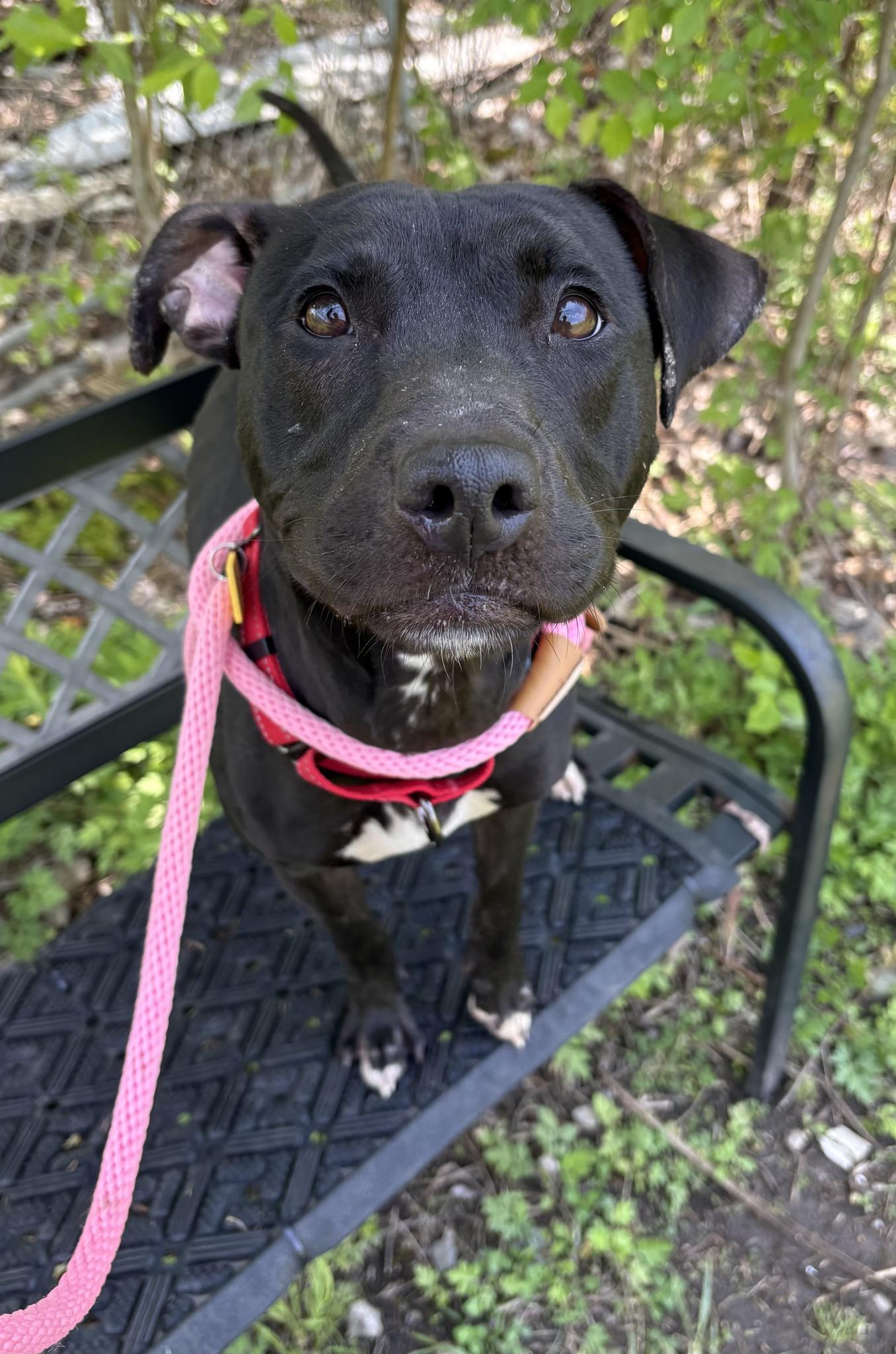 Enlarge Luna, an adoptable mixed breed in Cleveland, OH image 5/6
