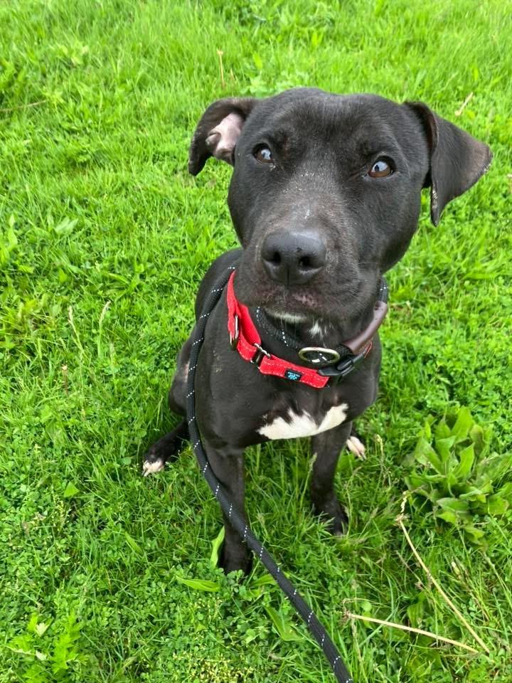 Luna, adoptable, Young Female Pit Bull Terrier.