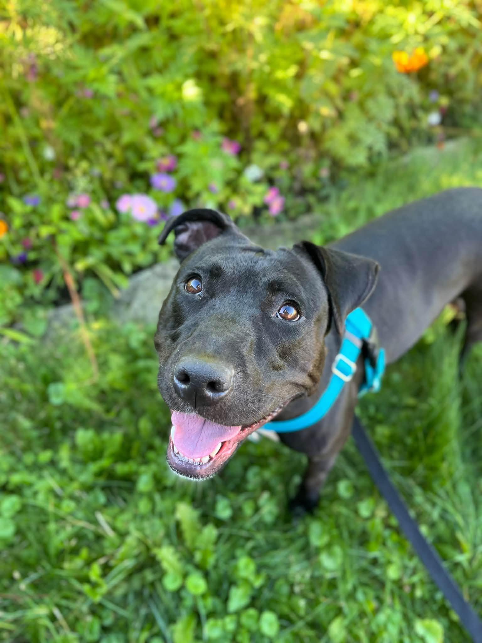 Enlarge Luna, a Adopted mixed breed in Cleveland, OH image 6/6