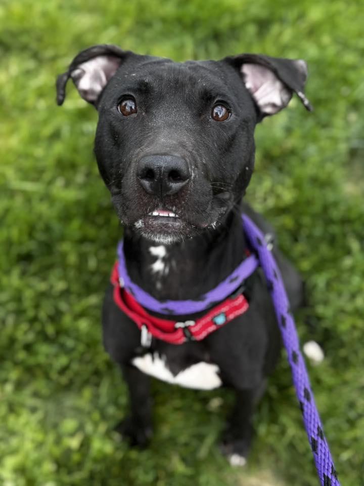 Enlarge Luna, an adoptable mixed breed in Cleveland, OH image 4/6