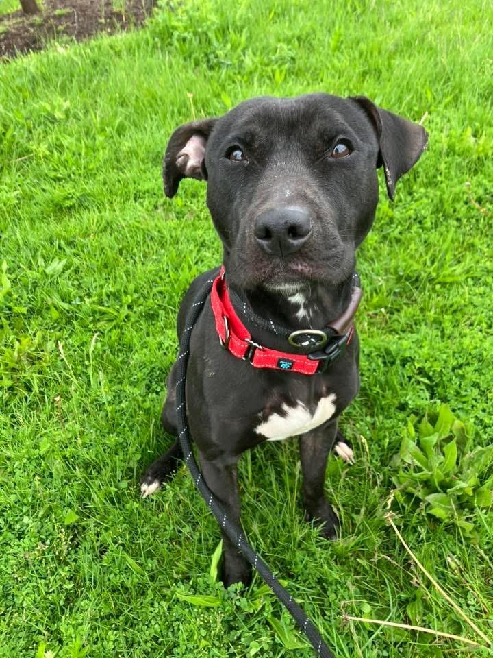 Enlarge Luna, an adoptable mixed breed in Cleveland, OH image 2/6