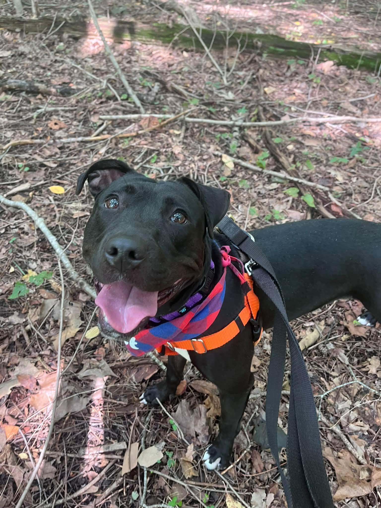 Enlarge Luna, a Adoptable mixed breed in Cleveland, OH image 4/6