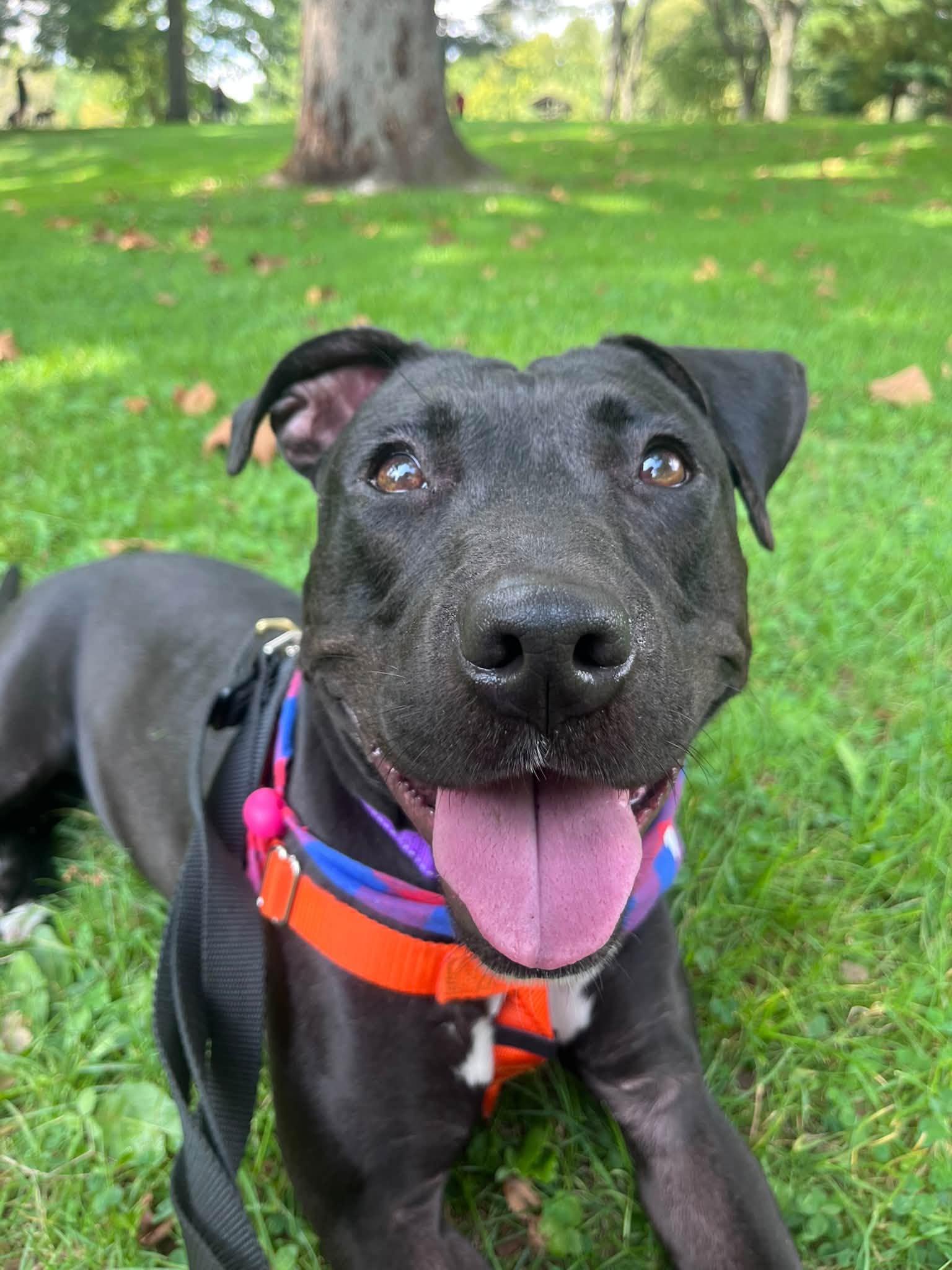 Luna, Adoptable, Young Female Pit Bull Terrier.