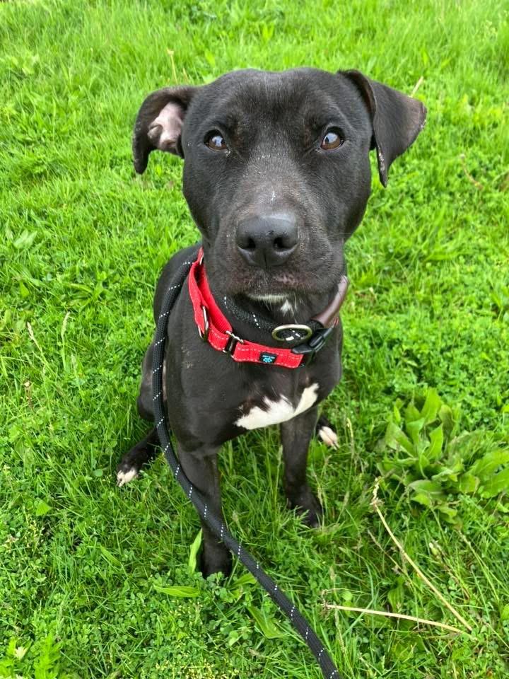 Enlarge Luna, an adoptable mixed breed in Cleveland, OH image 3/6