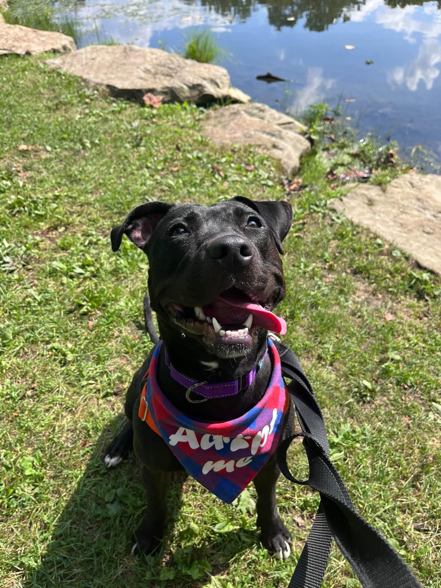 Enlarge Luna, a Adoptable mixed breed in Cleveland, OH image 6/6