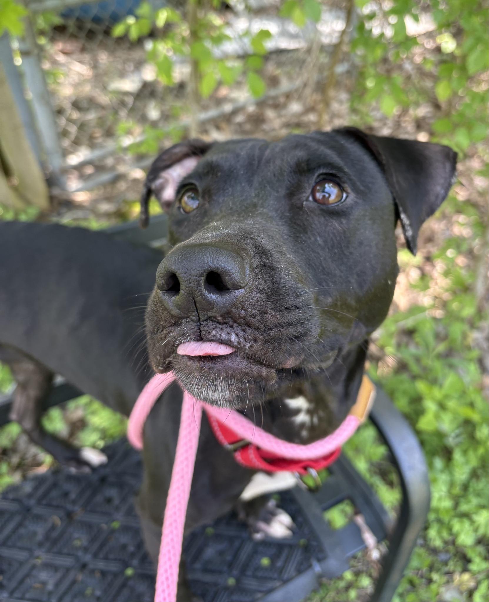 Enlarge Luna, an adoptable mixed breed in Cleveland, OH image 6/6