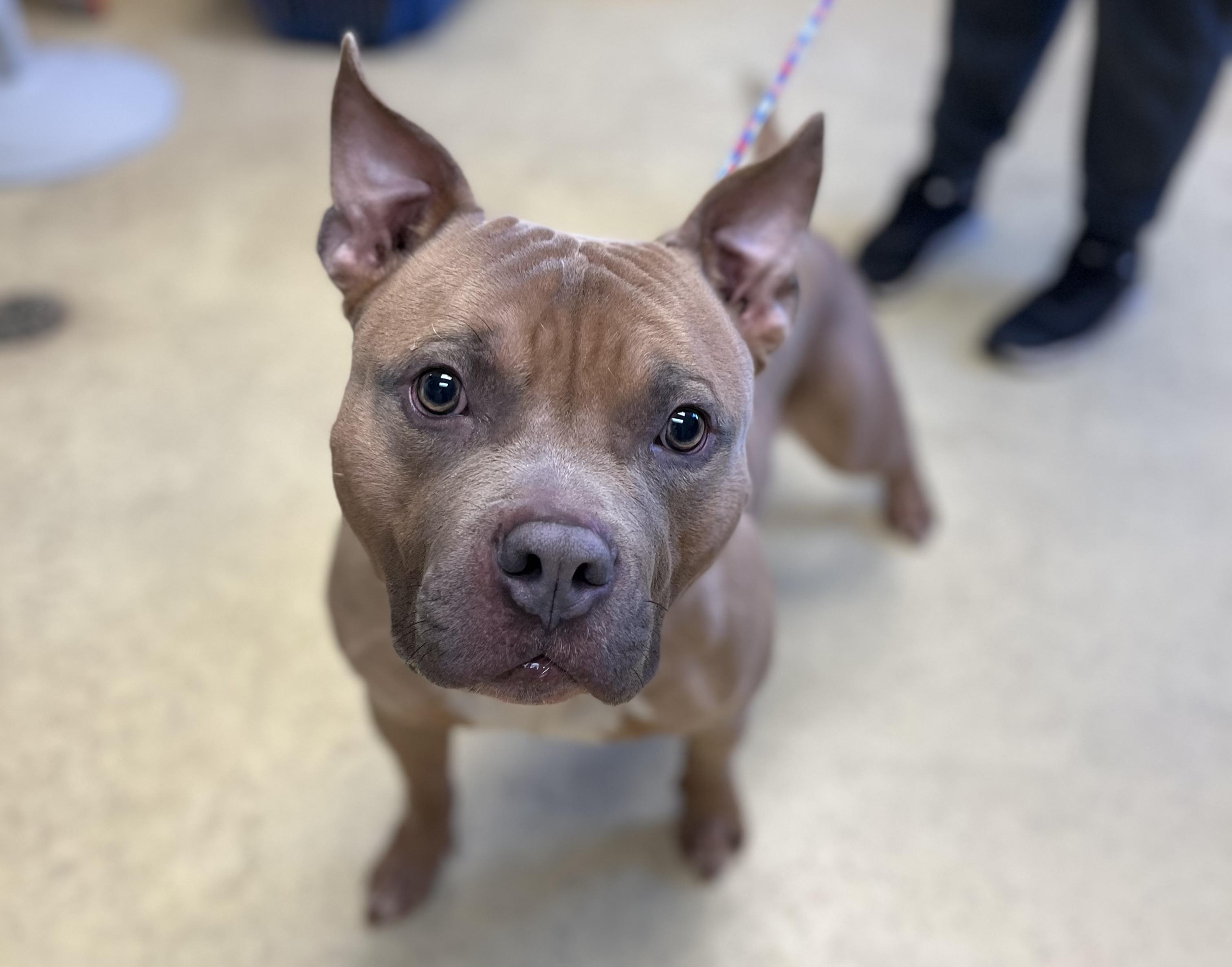Meatball, a ADOPTABLE American Bully in New Castle, IN image 1/2