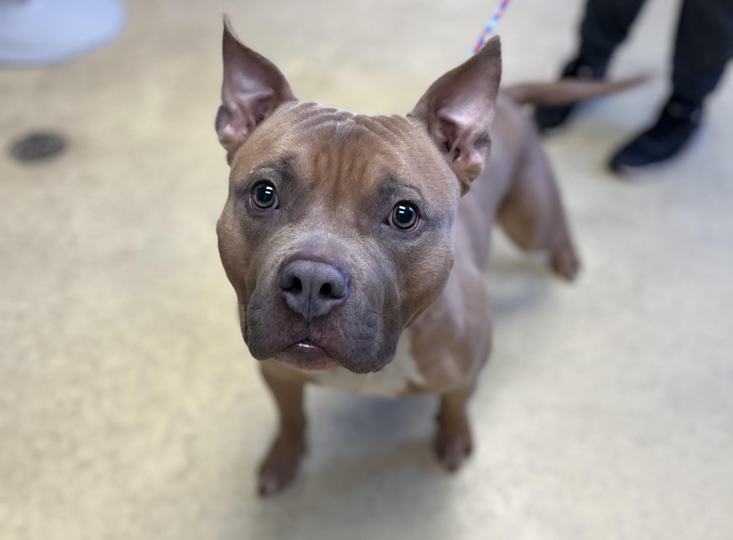 Meatball, a ADOPTABLE American Bully in New Castle, IN image 2/2