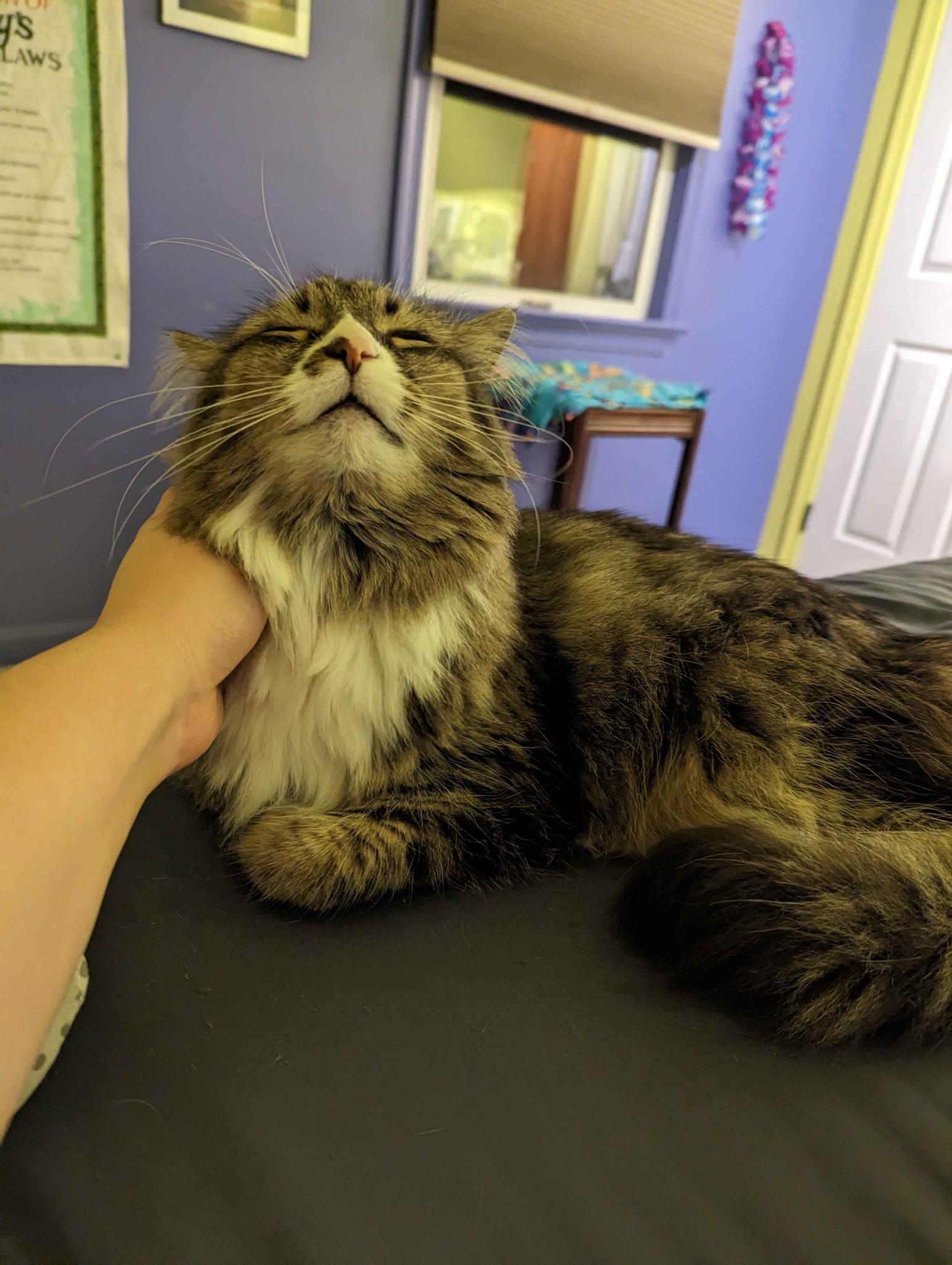 Enlarge Izzy, a Adoptable Domestic Long Hair in Landenberg, PA image 1/6