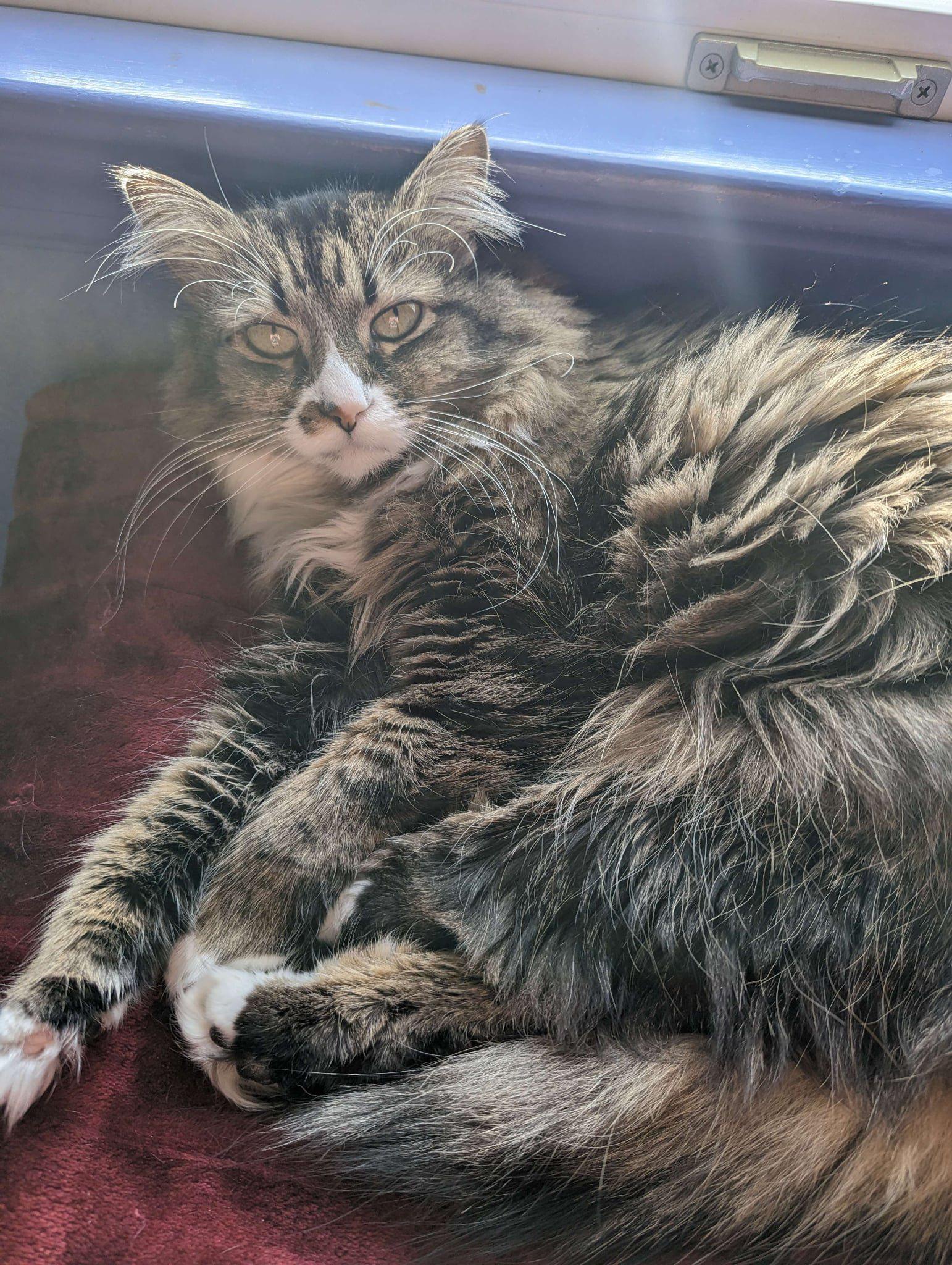 Enlarge Izzy, a Adoptable Domestic Long Hair in Landenberg, PA image 2/6