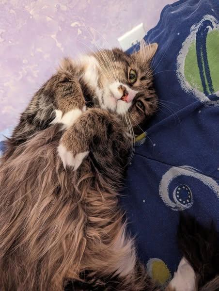 Enlarge Izzy, a Adoptable Domestic Long Hair in Landenberg, PA image 3/6