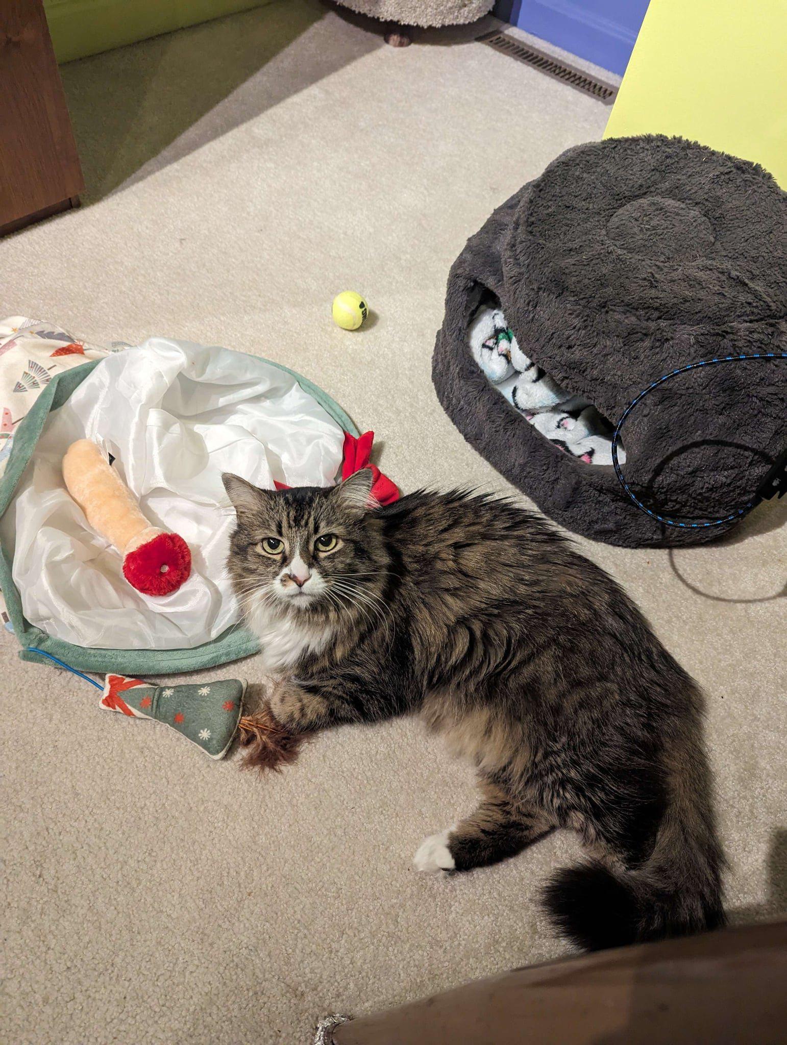 Enlarge Izzy, a Adoptable Domestic Long Hair in Landenberg, PA image 4/6